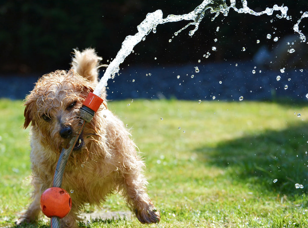 How to water your lawn